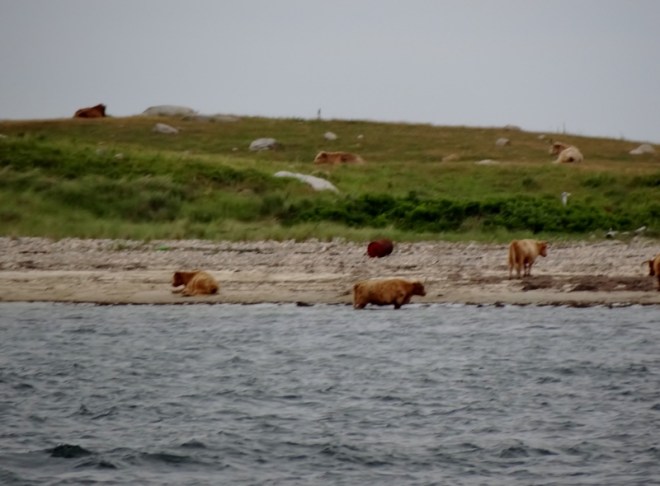The day we left we rounded the north end of Nashawena and found more cattle