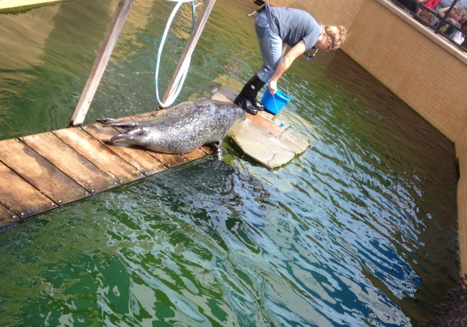 Seals can't walk like sea lions can. Bumper did his best for the crowd