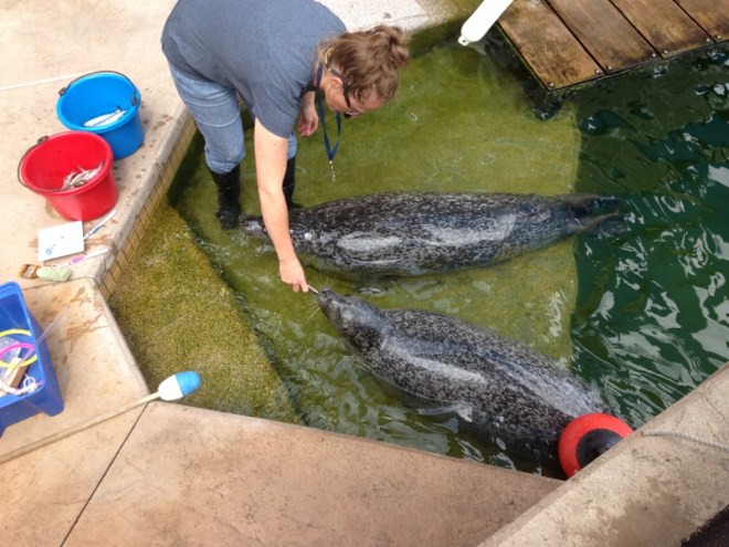 The seals get their fish food- Lucille is on a diet though and gets less fatty fish