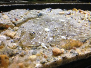 Talk about fantastic, survival mode camo