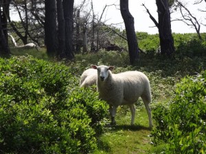 We'd been waiting to see the sheep