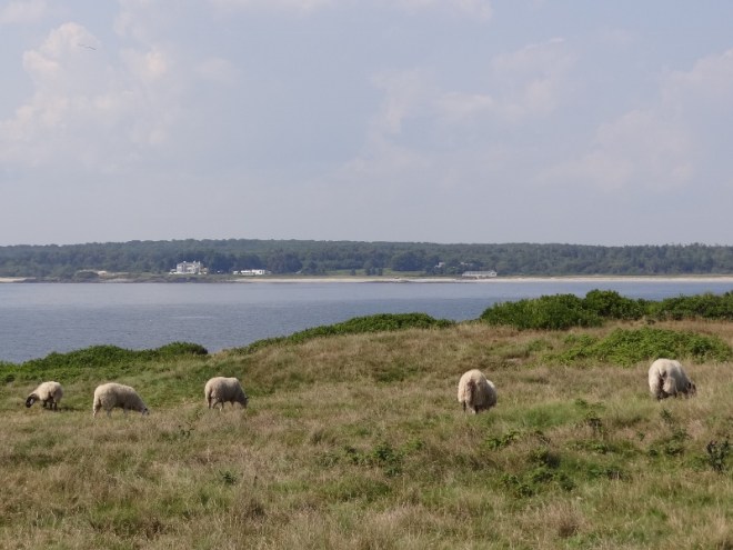 The mainland is in the background. We had to walk very carefully once we got to the sheep area