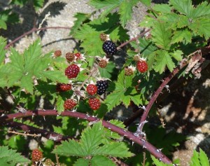 Lovells was loaded with these. Black raspberries perhaps? Tart- I tried one