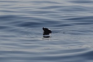 Finally! A seal photo - taken between Boothbay and Pemaquid