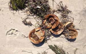 Hundreds of dead horseshoe crabs lined the south shore beaches 
