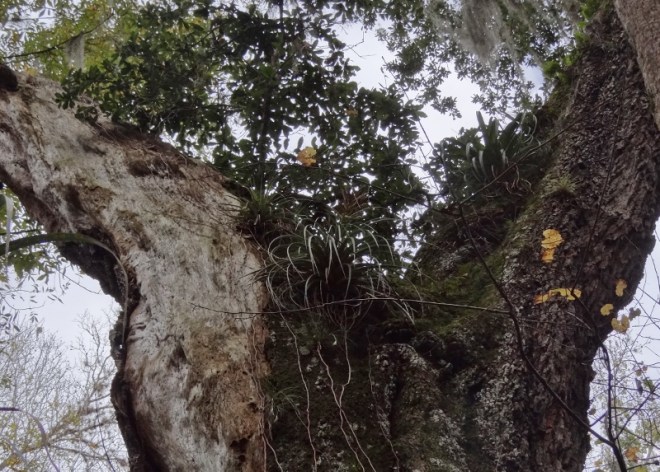 Old oaks offer perfect growing spots for other attractive plants