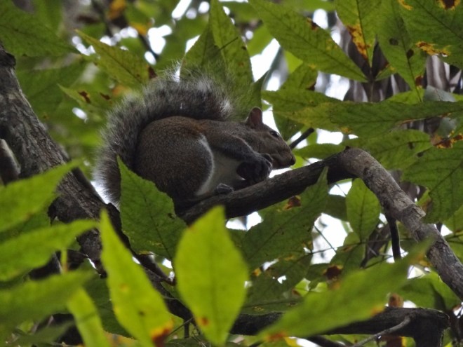 As we approached, his steady squawking caught our attention