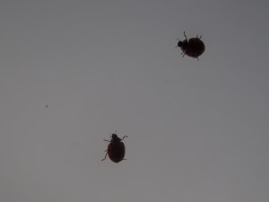 These two were on the shower skylight in Cudjoe Key