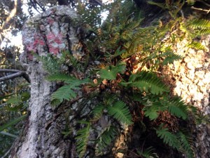 Resurrection fern on a live oak