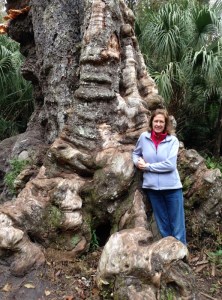 The ancient 1,000 yr-old oak