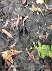 Evidence of wild hogs