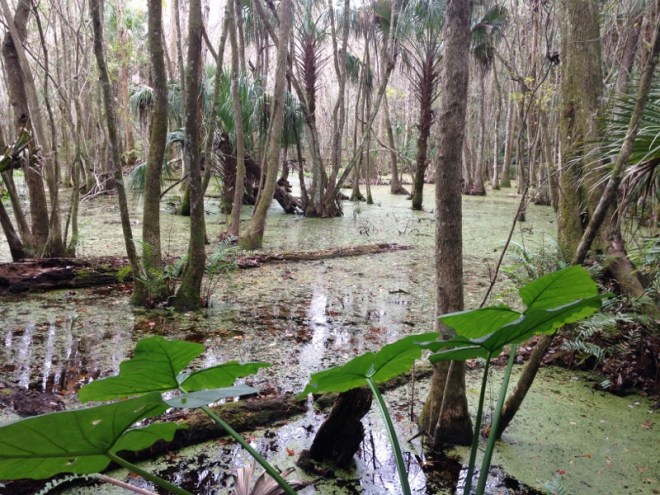 Along the Ancient Hammock Trail