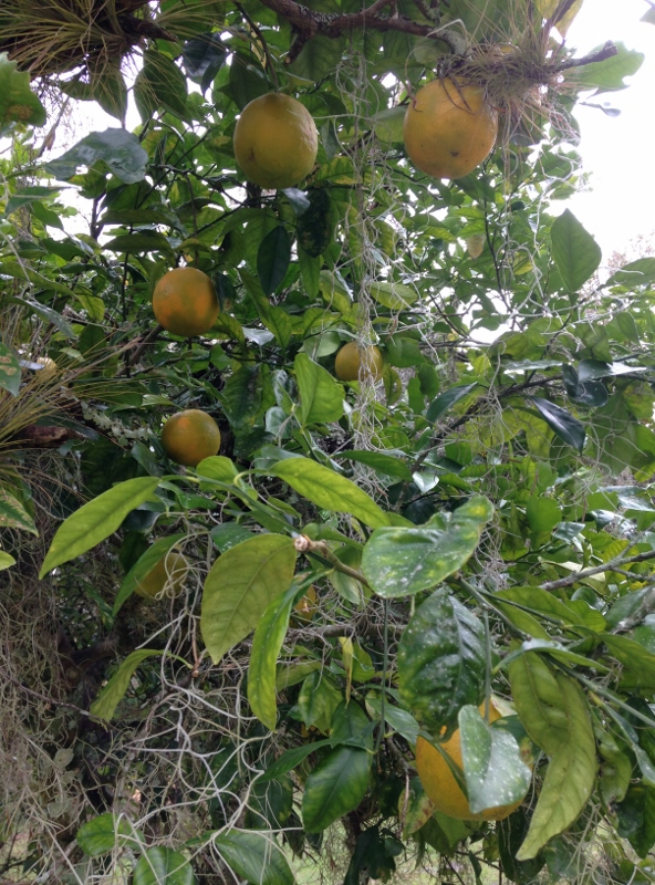 One of many wild orange trees