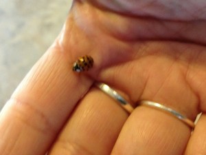 Often I get two or three out at once