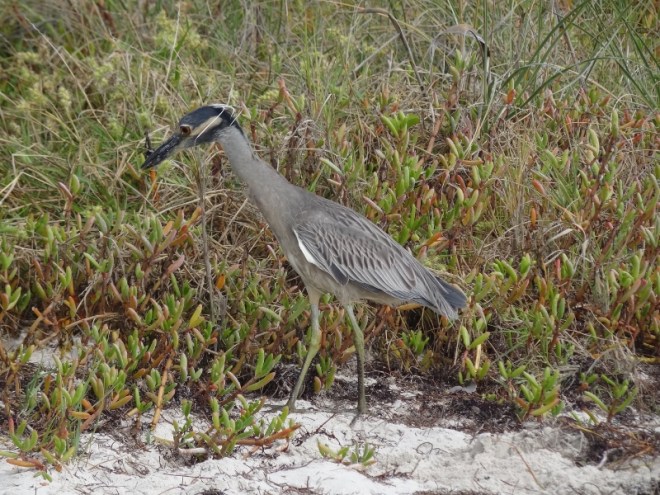 We walked by this Green Heron twice. Was he scared stiff or loved to pose?