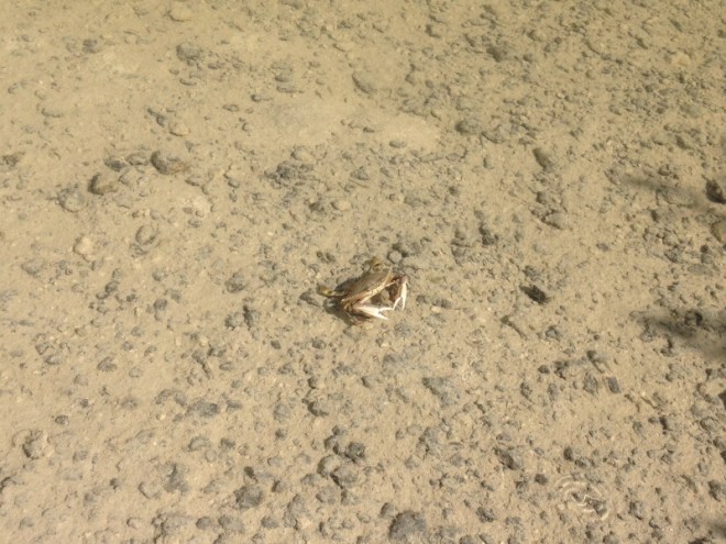 A handful of tiny crabs inhabited the barely 2 inches of water
