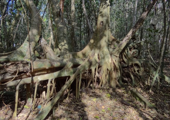 A humungous Strangler Fig covers a fallen host tree