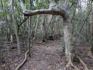 Bet the path went purposely under this- duck!