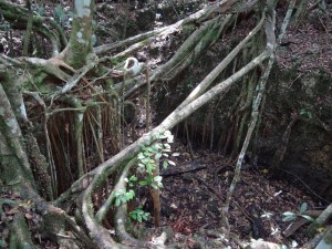 Solution hole dating back 150,000 years