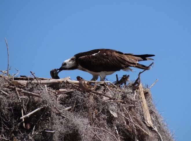 Mama feeds her chick  fresh fish caught and cleaned by Dad