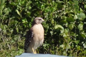 Red shouldered hawk- the paler south Florida version