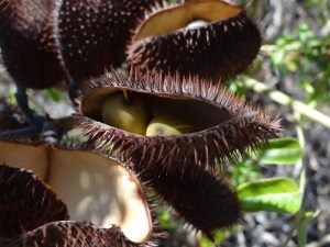 Surprise! Sea Beans in their pods and on the ground!