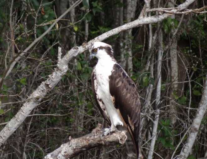 Osprey was easy to photograph on the edge of the Buttonwood Canal