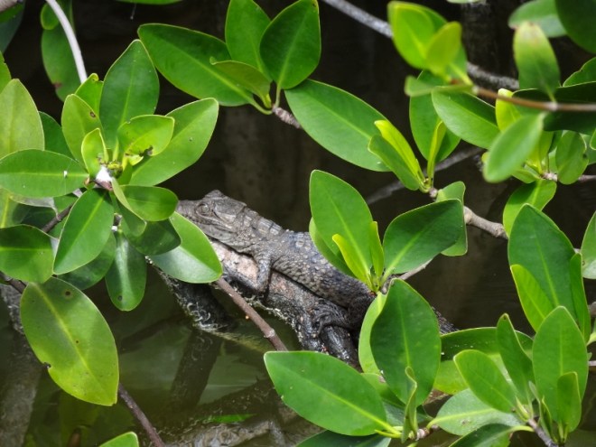 Mangroves offer baby gator needed protection