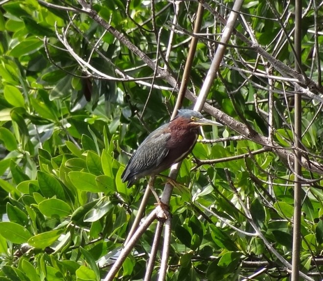 A Louisiana Heron or Tricolor as its commonly known