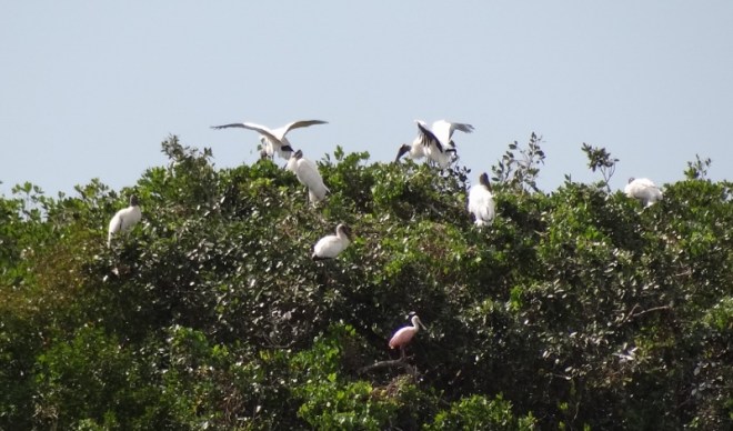 Wood storks and one roseate spoonbill