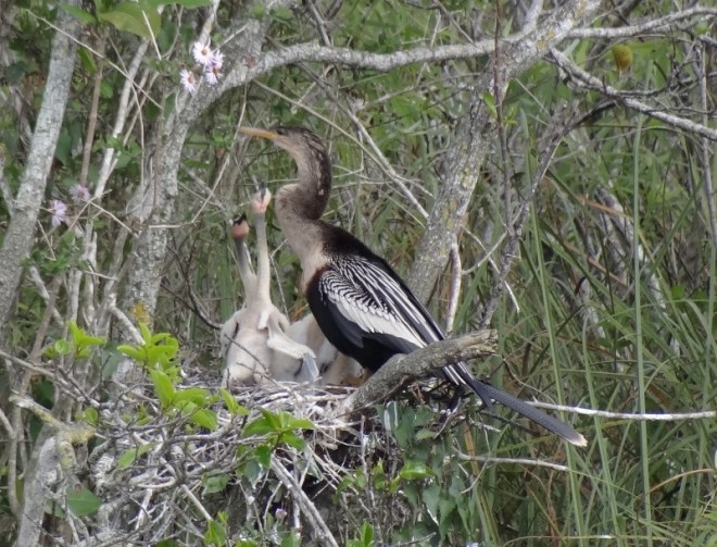 Mama anhinga and her kids
