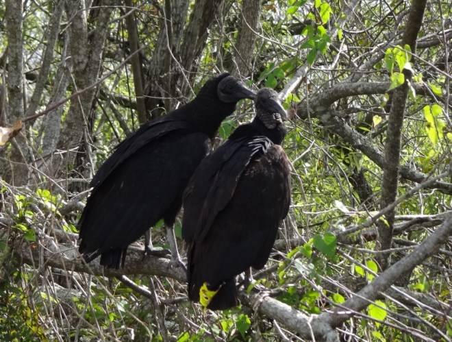 So what do you want to do today?  Chew tires?