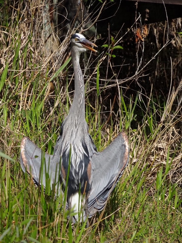 This great blue heron was putting on quite the show. Throat pulsating too.