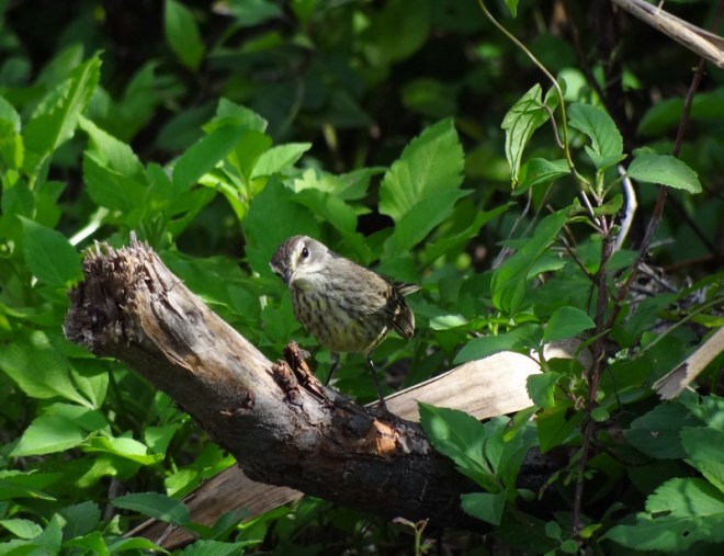 This warbler was the smallest bird we saw in the park