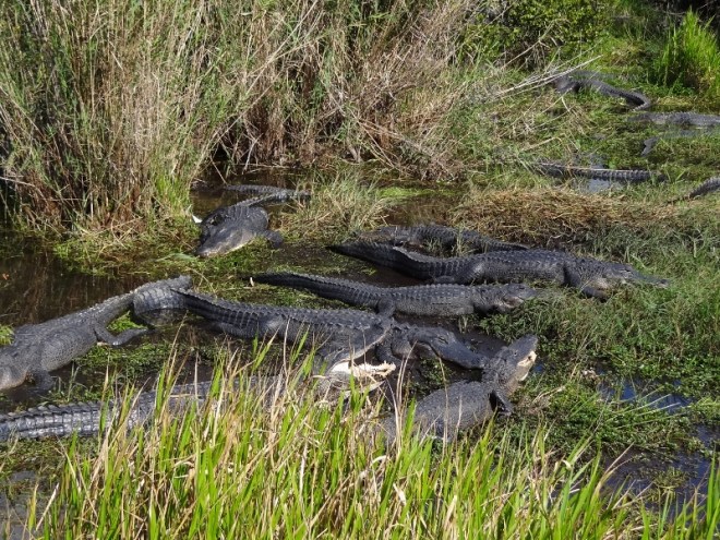 Gators lounge about in the sun along the Anhinga Trail