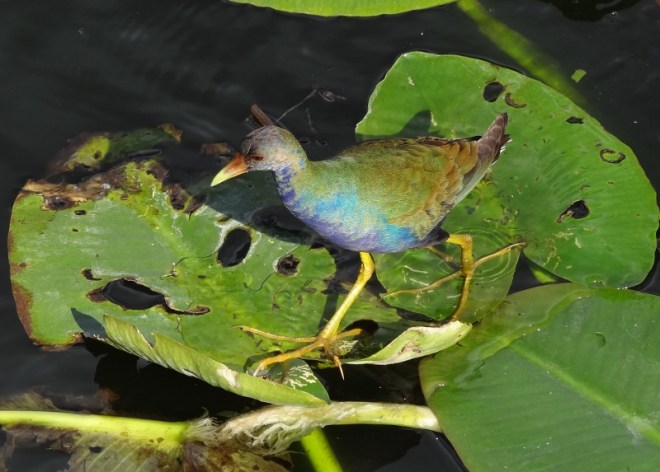 Purple gallinule- duck like swimmer, lily pad walker
