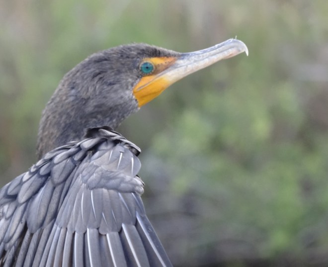 The cormorant has awesome blue eyes; beauty here after all