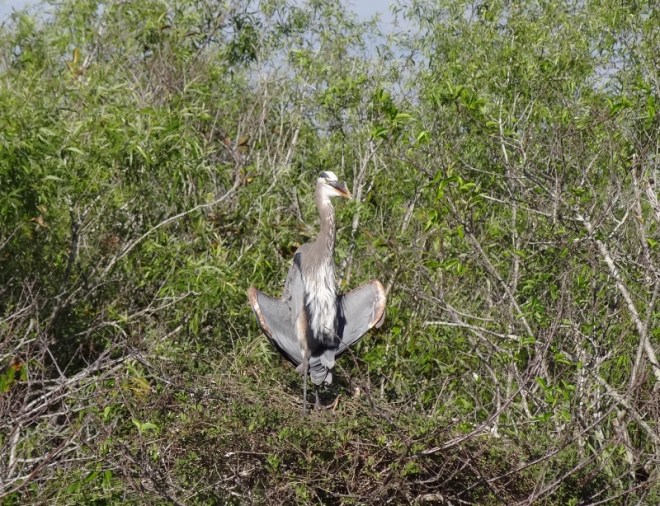 The photographers' subject- a great blue heron showing off