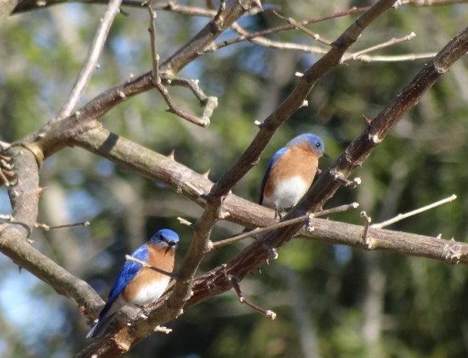 Eastern Bluebirds- not commonly seen in these parts