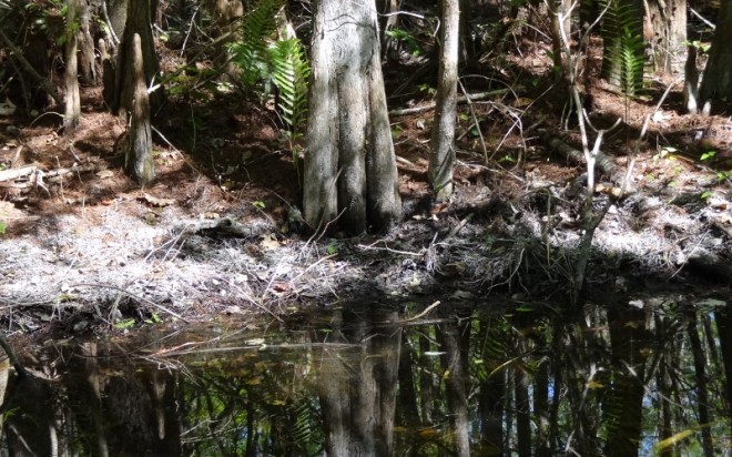 Not sure what the white stuff is- some sort of mold?