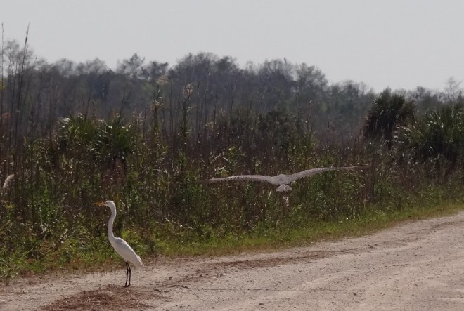 A great egret and great blue heron capture our attention