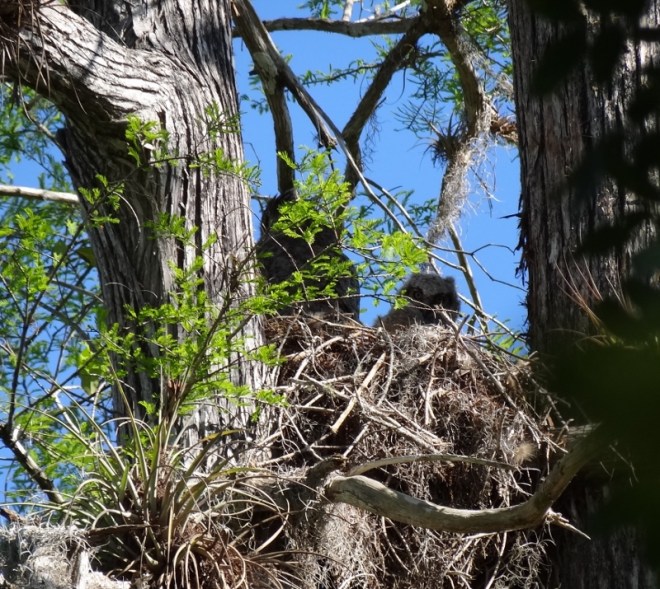 Another surprise. Great horned owls are rarely seen.