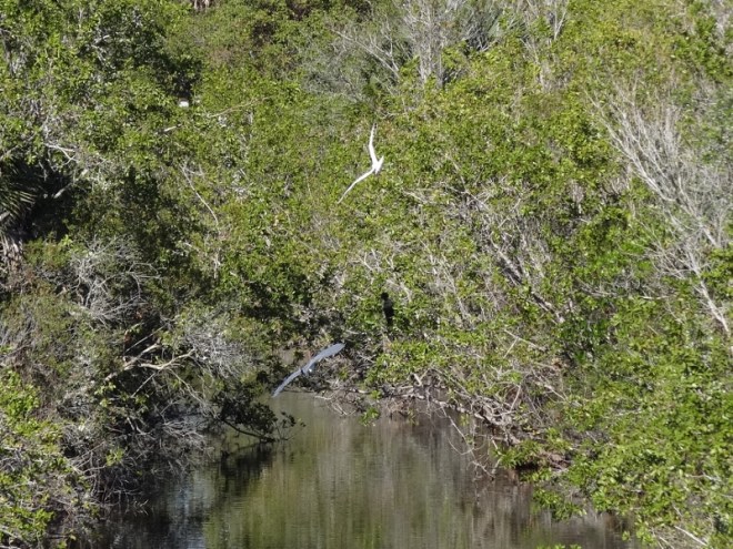 Egret and heron in flight. I am always thrilled to get an action shot