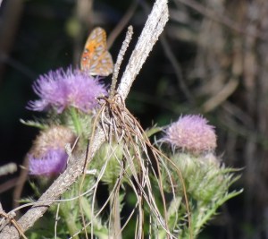 Sometimes I stop bird watching