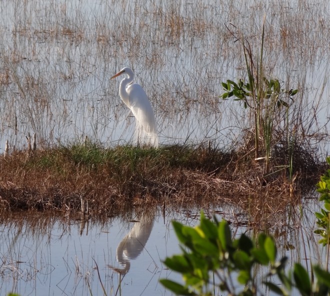 This great egret was a photographer's dream