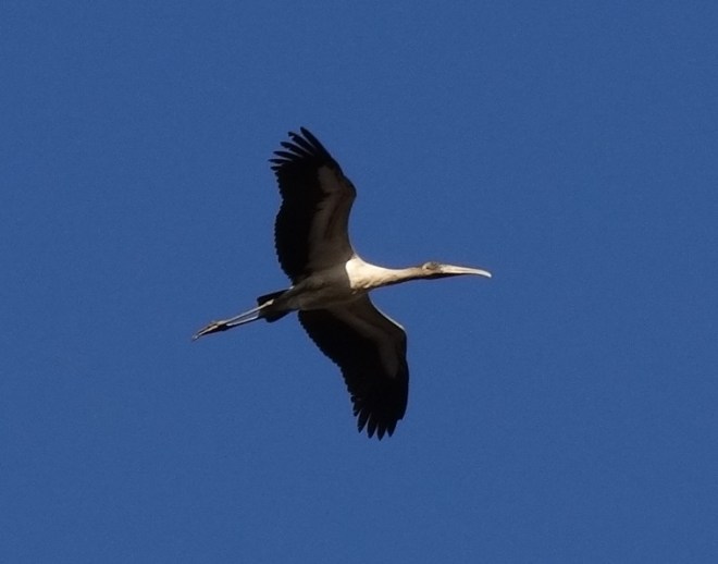 My parting shot- a wood stork in flight