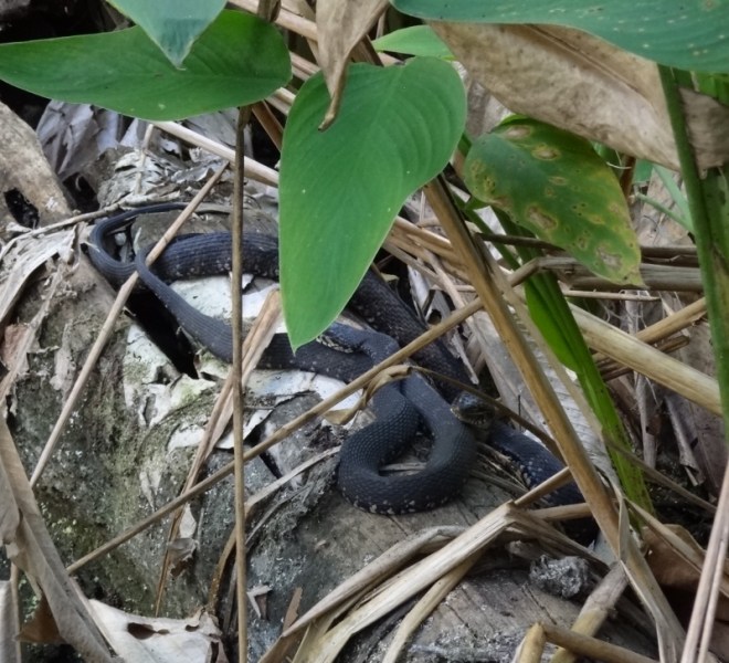 The only snakes we saw, not counting the deceased one in the road