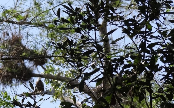 One of the adults sits on a branch; the nest is to the right
