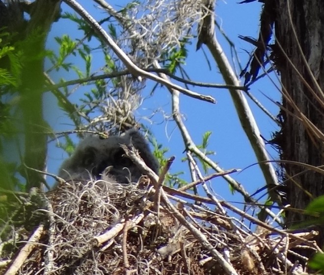 Baby horned owl's close-up