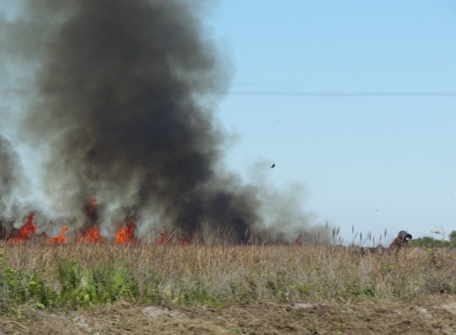RX fire burns in a field